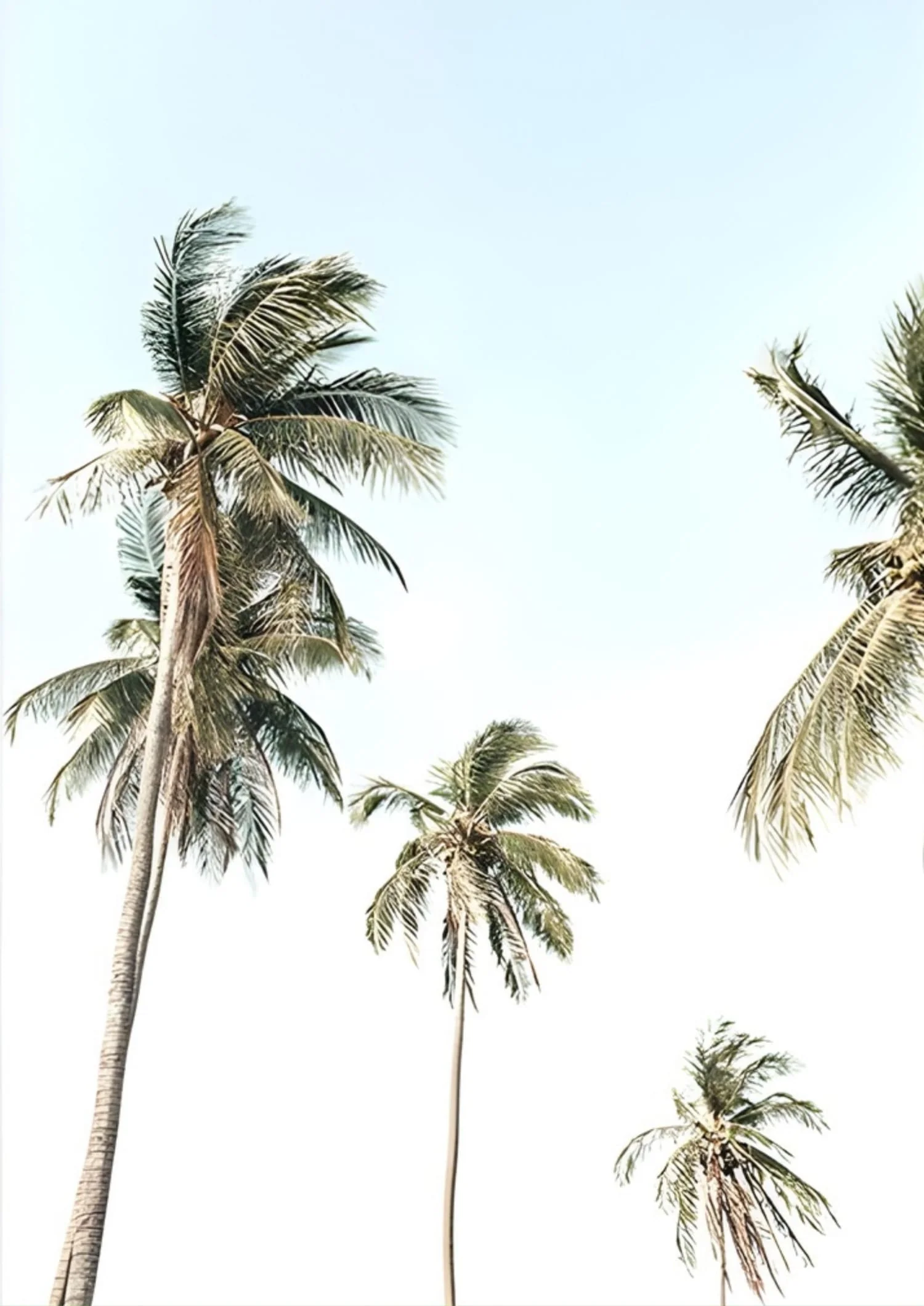Tropical Beach Sunset | Coastal Landscape - Image 4