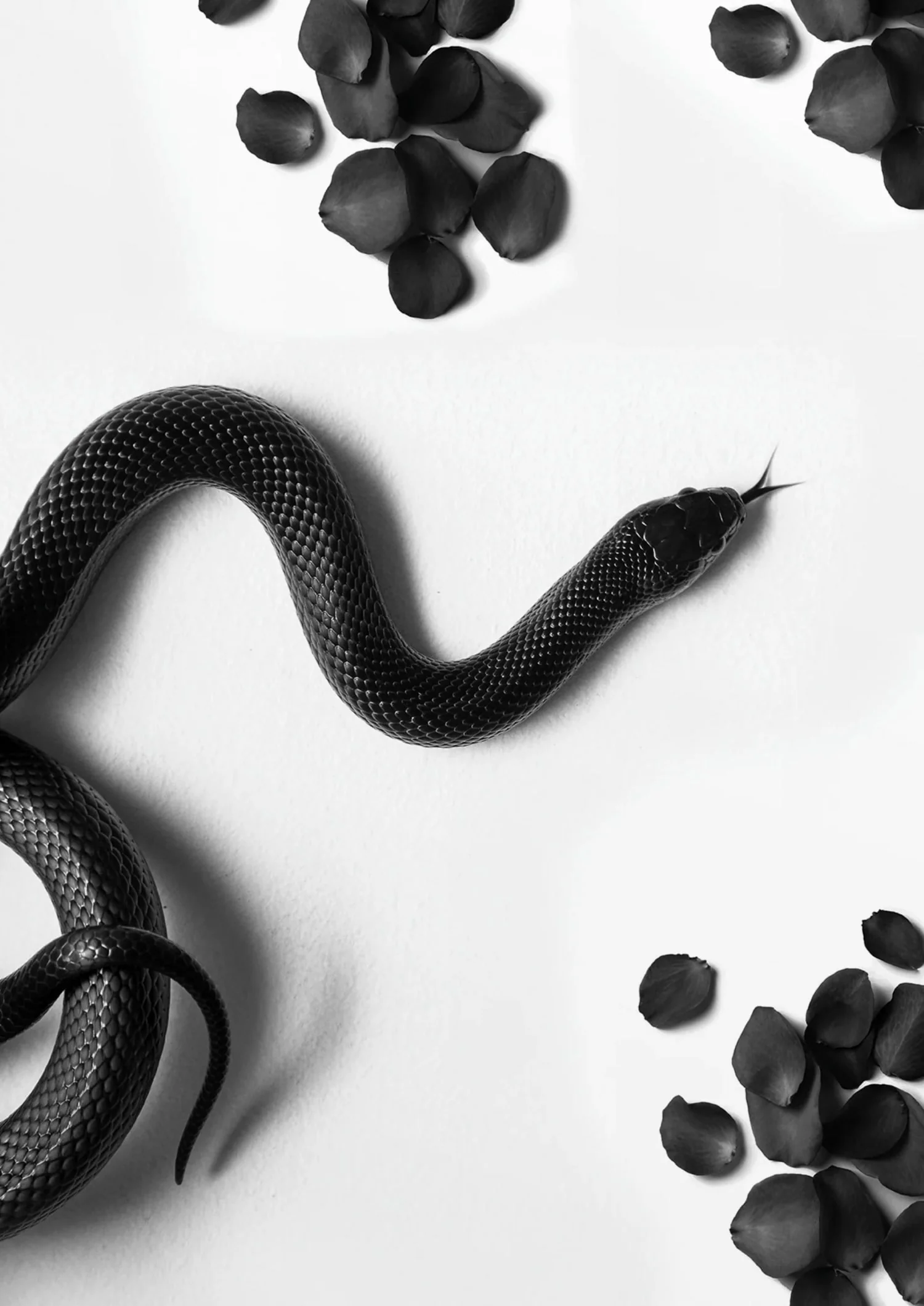 Black Snake Roam | Wildlife Illustration - Image 4