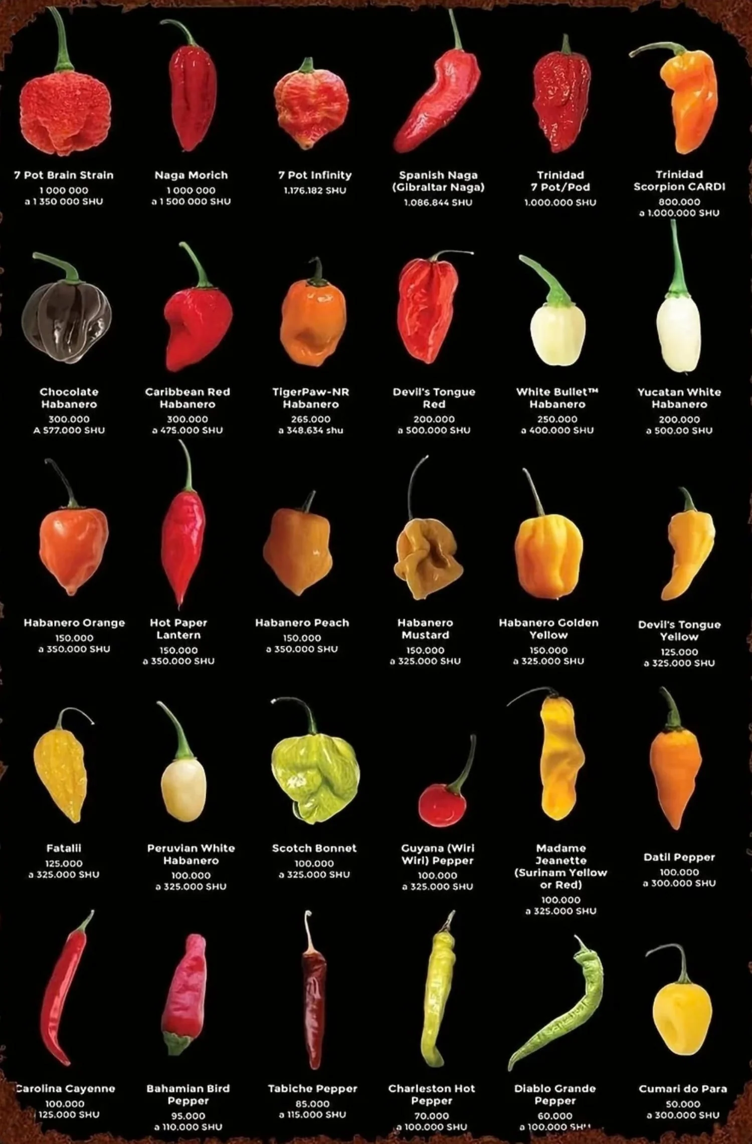 Vintage Kitchen | Peppers & Chillis - Image 4