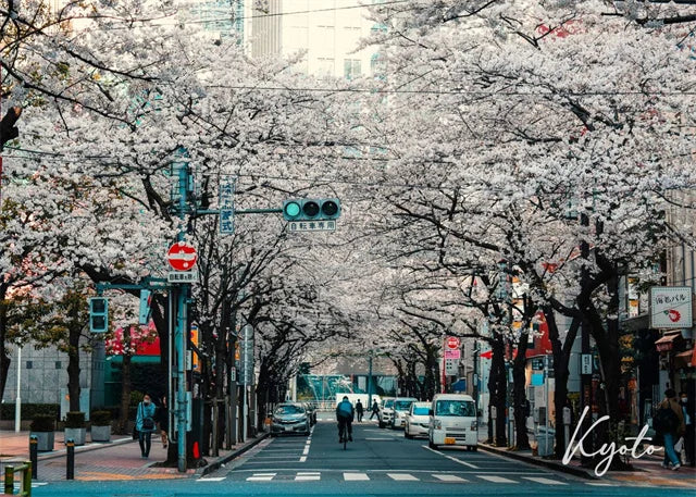 Kyoto Cherry Blossoms | Japanese Architecture