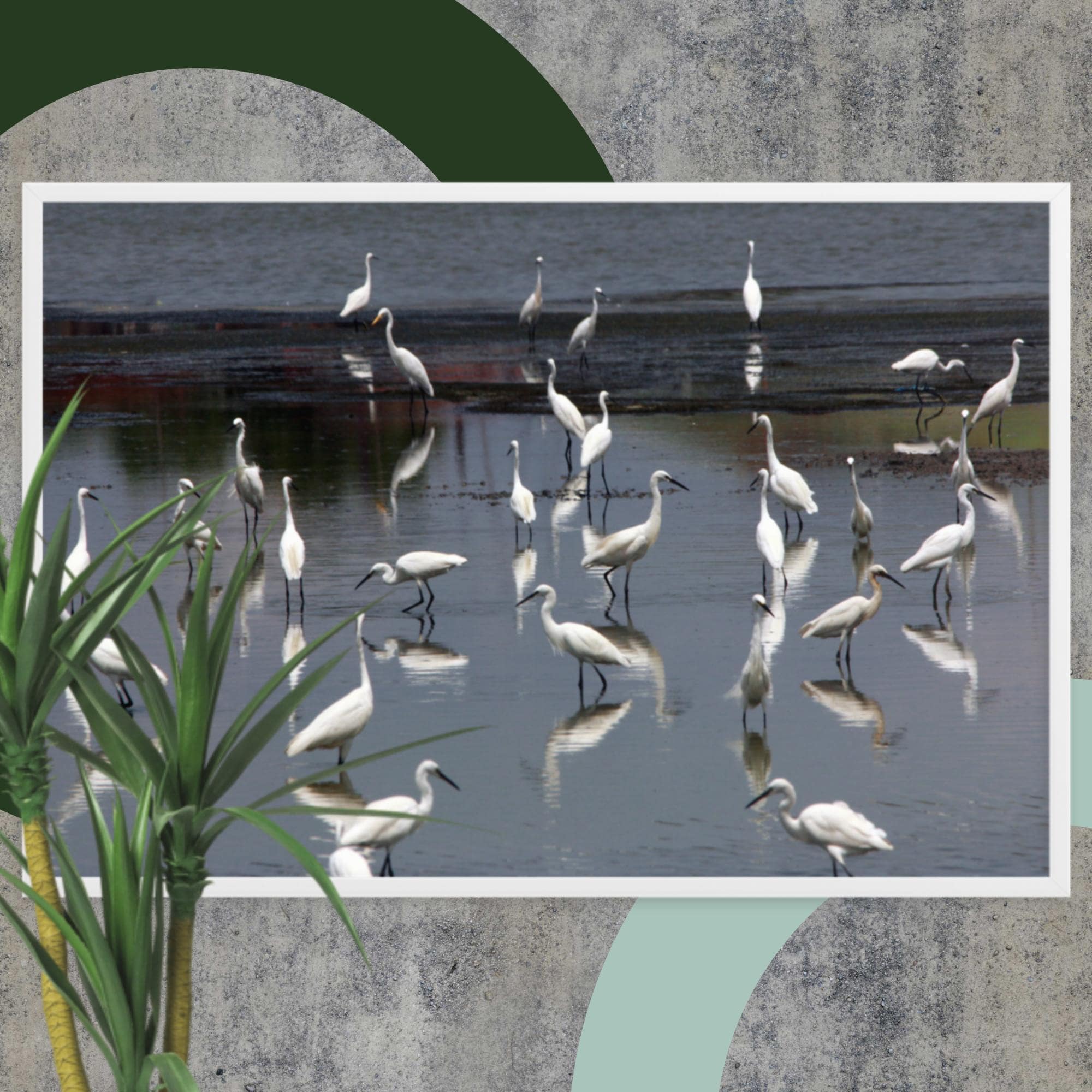 A Flock of Little Egrets - Image 2