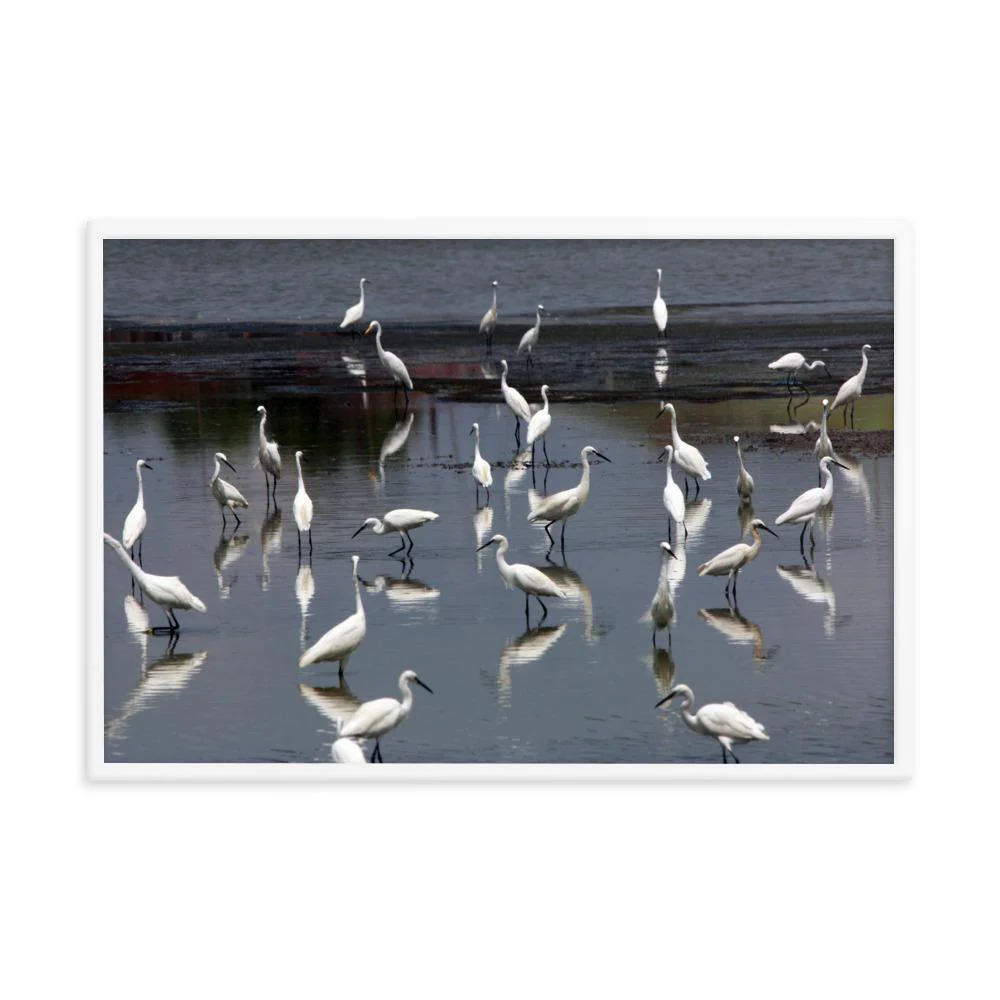 A Flock of Little Egrets - Image 3