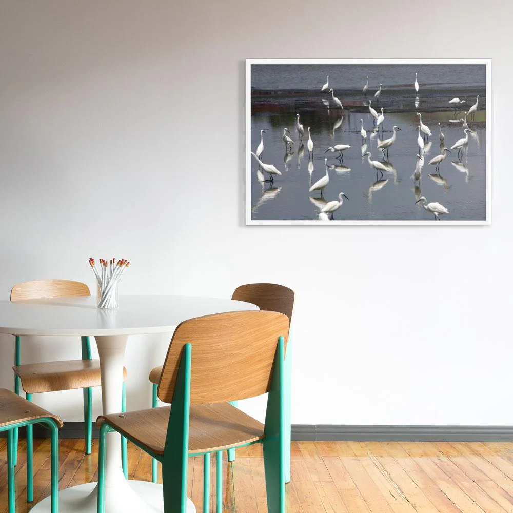 A Flock of Little Egrets - Image 4