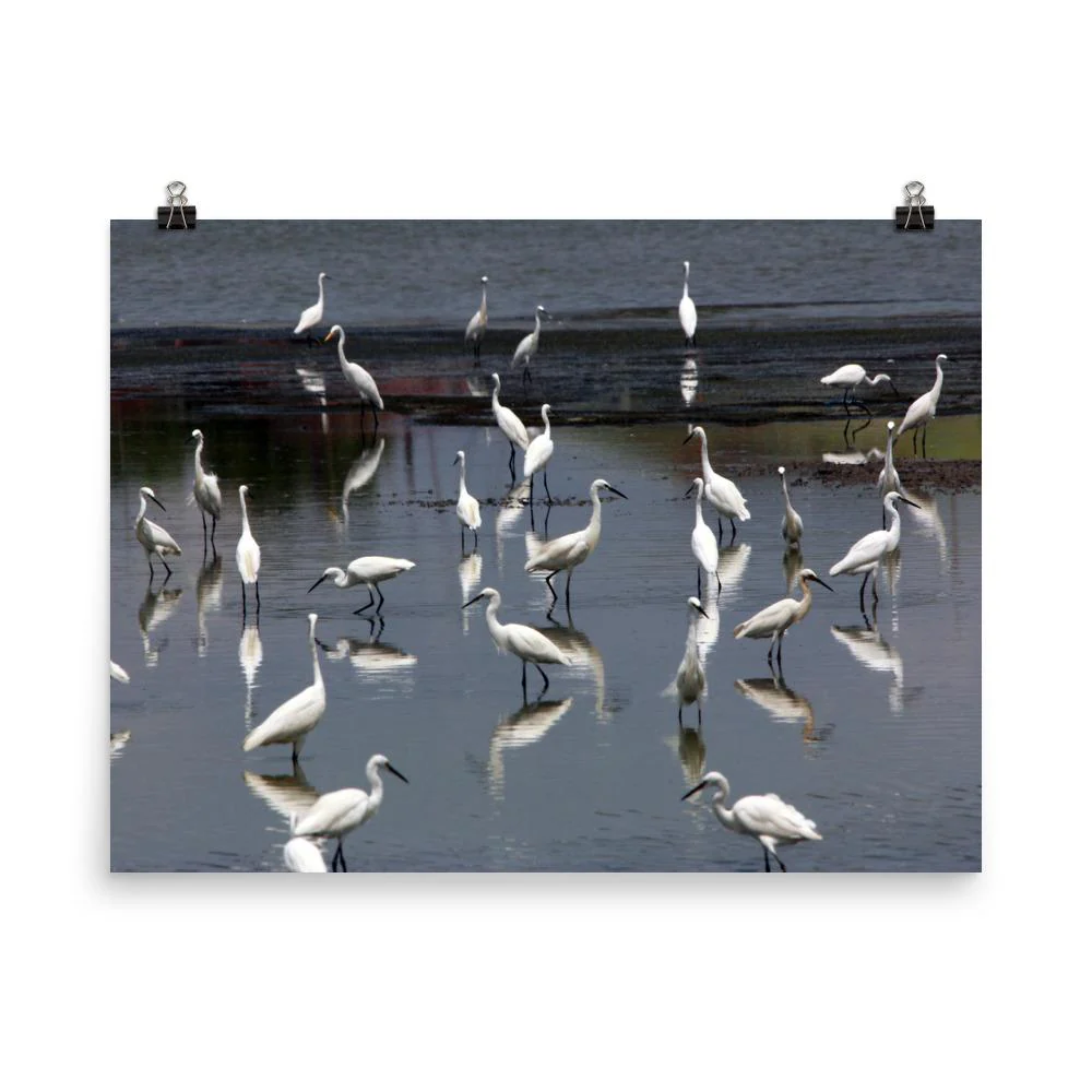 A Flock of Little Egrets - Image 5