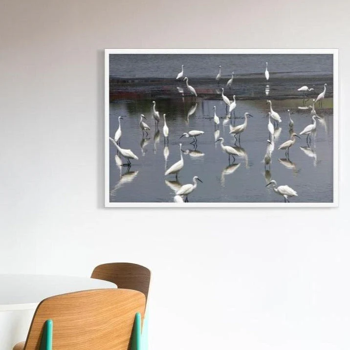 A Flock of Little Egrets - Image 6