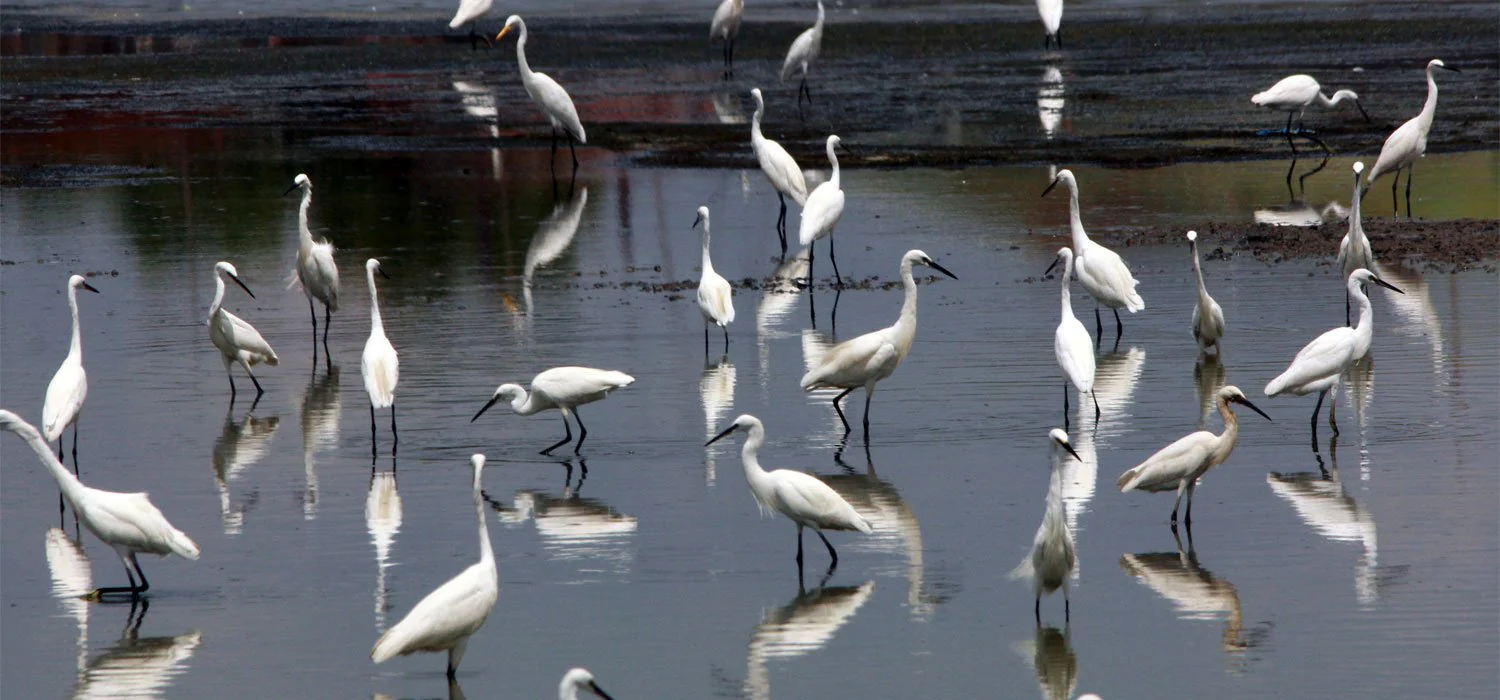 A Flock of Little Egrets - Image 7