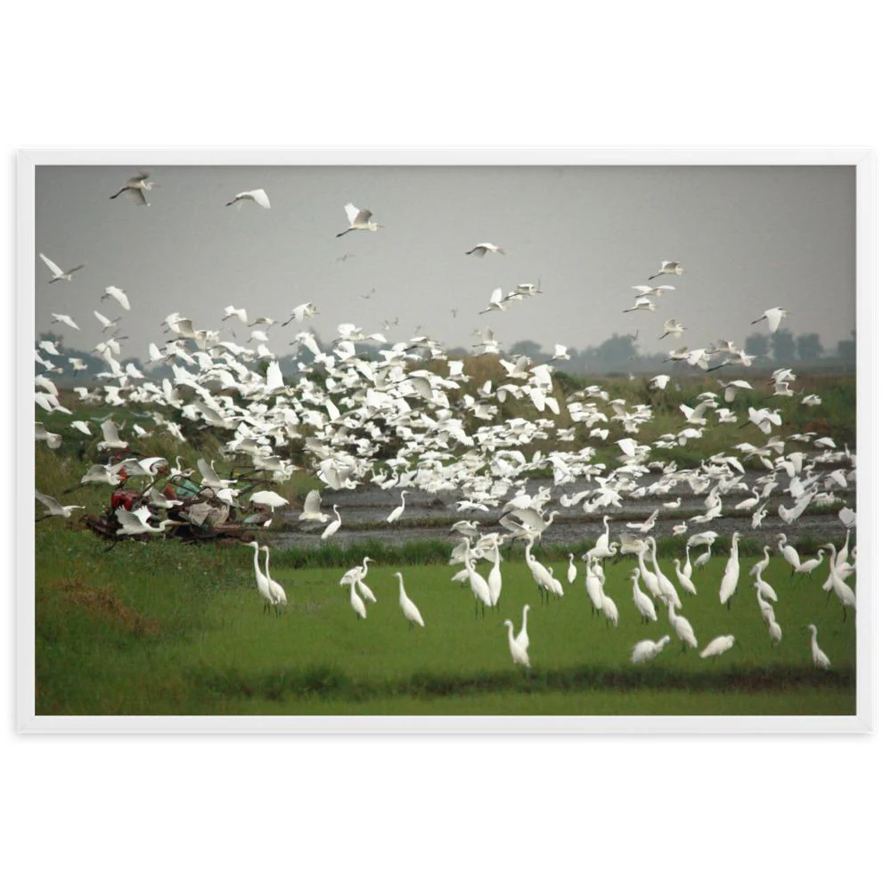 A Flock of Egrets - Image 3