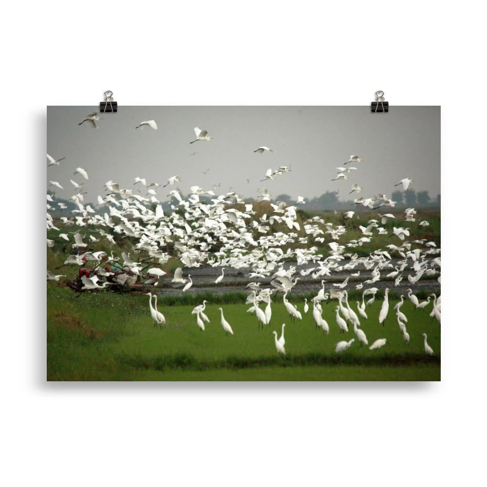 A Flock of Egrets - Image 4