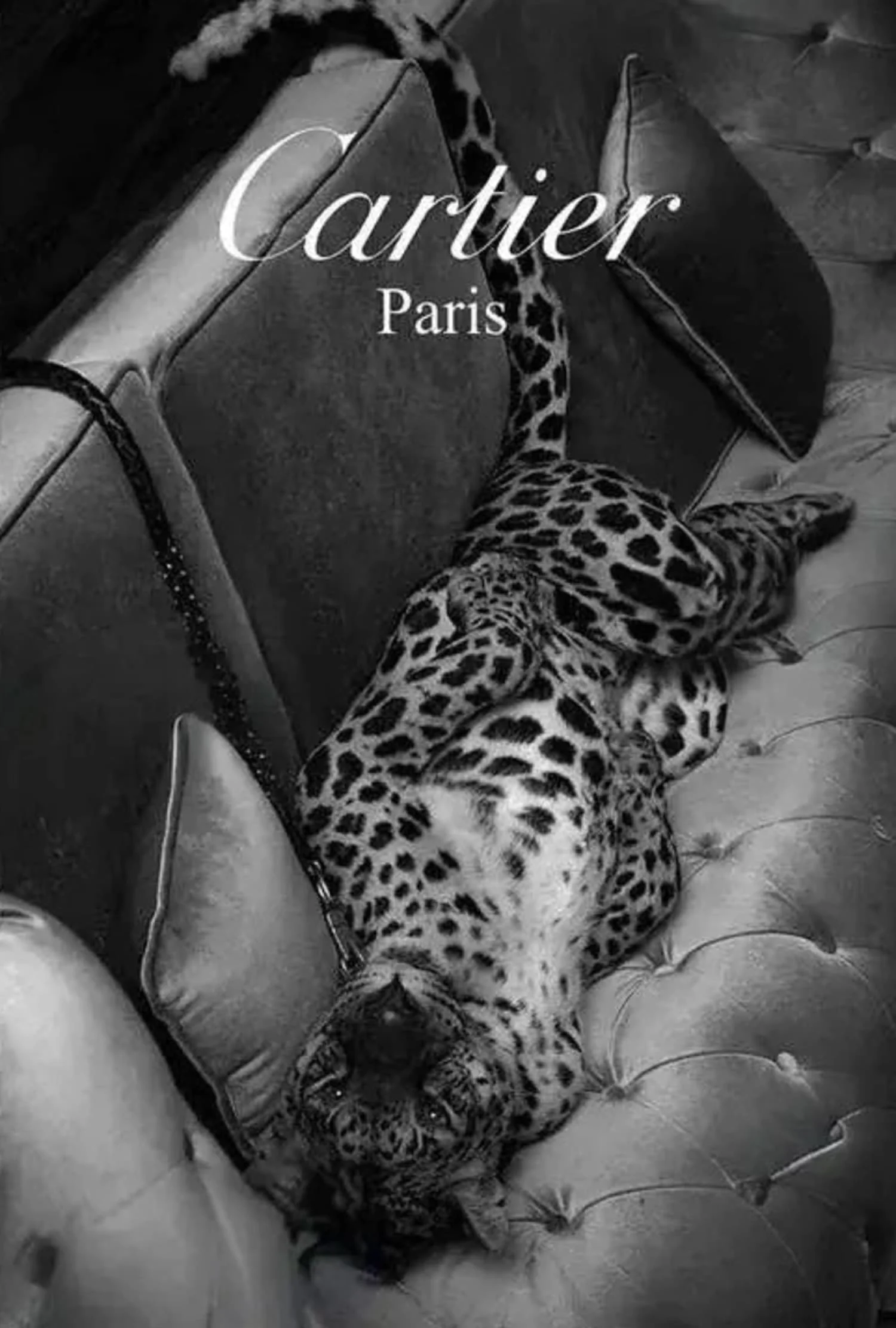 Cartier & Jaguar | Paris Fashion Silhouette - Image 4