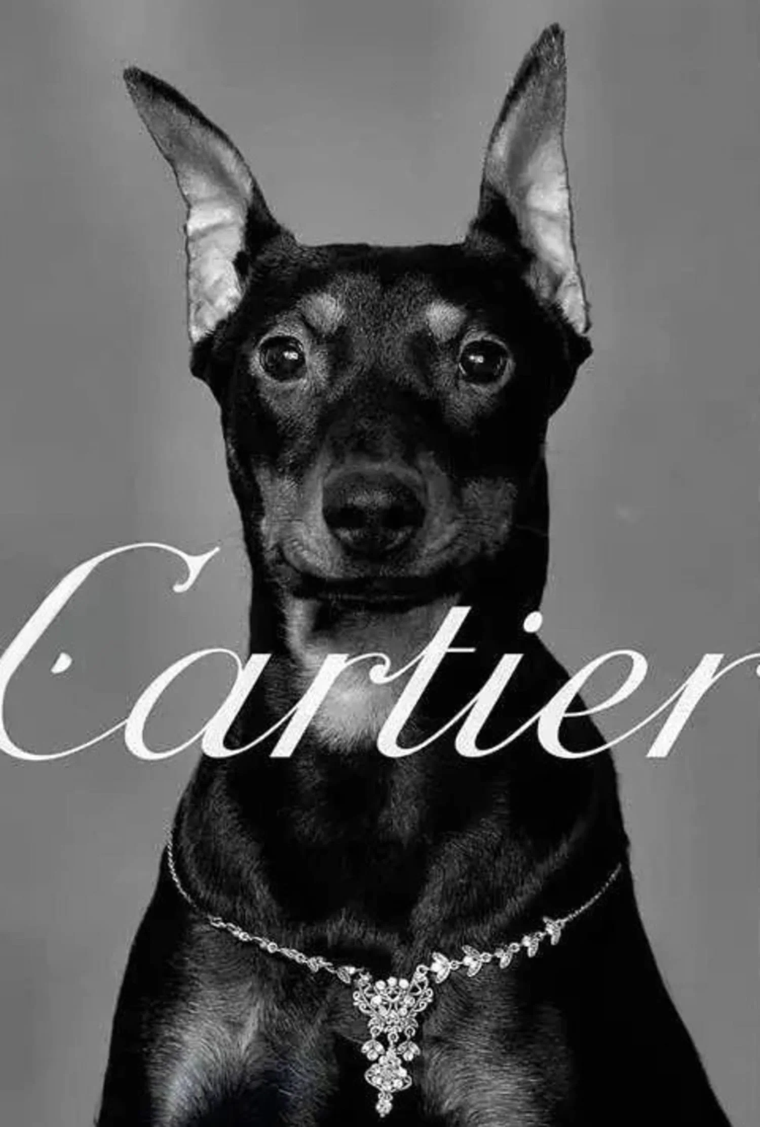Cartier | Pinscher Silhouettes | Parisian Fashion Tribute - Image 4