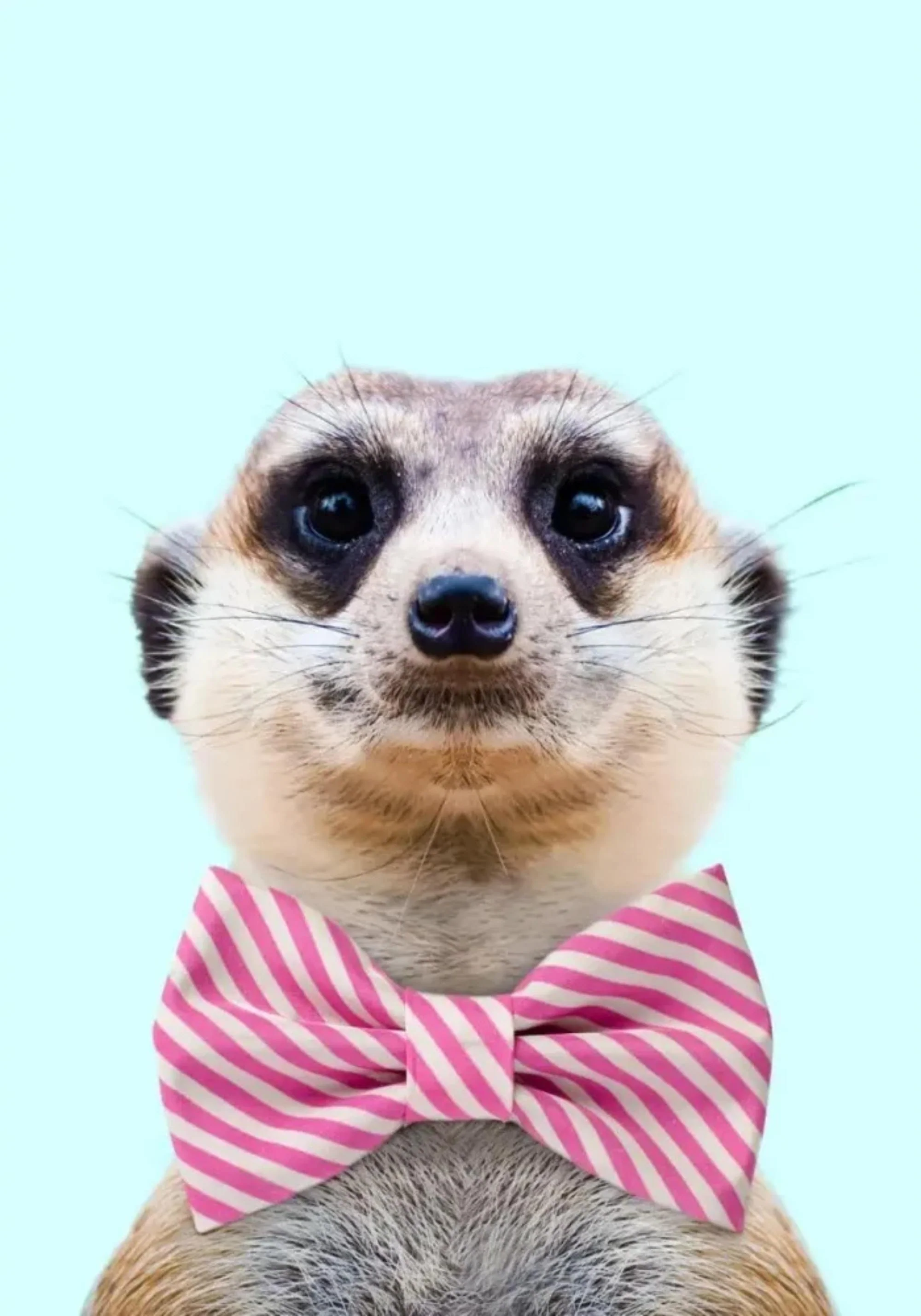 Fancy Meerkat & Ferret | Fantastical Creatures Art - Image 2