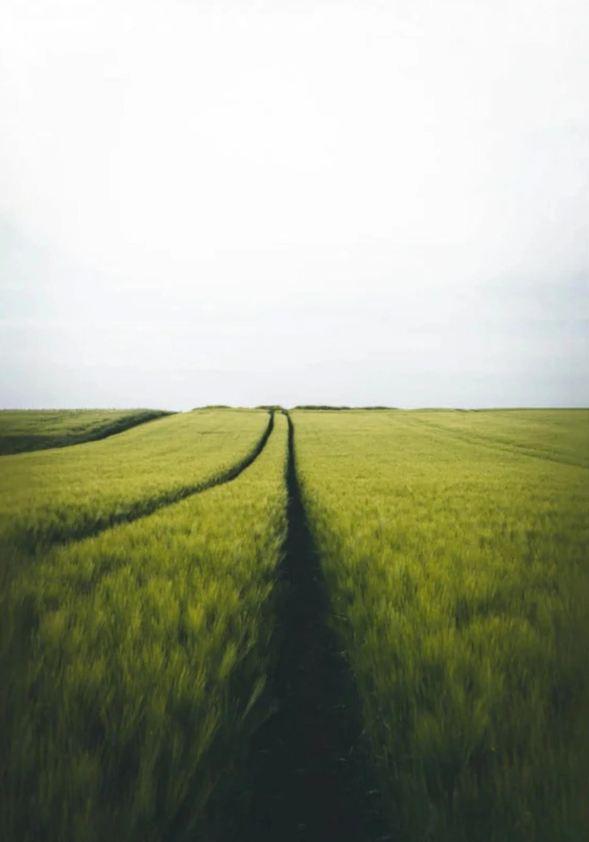 Gerstenfeld Barley Field - Image 6