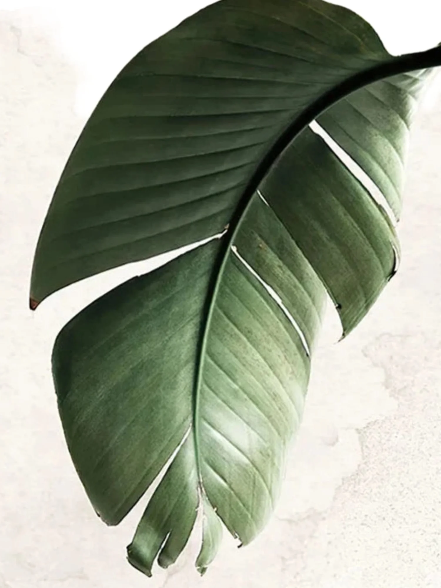 Botanical Balance | Modern Greenery | Green Plant Aesthetic - Image 4