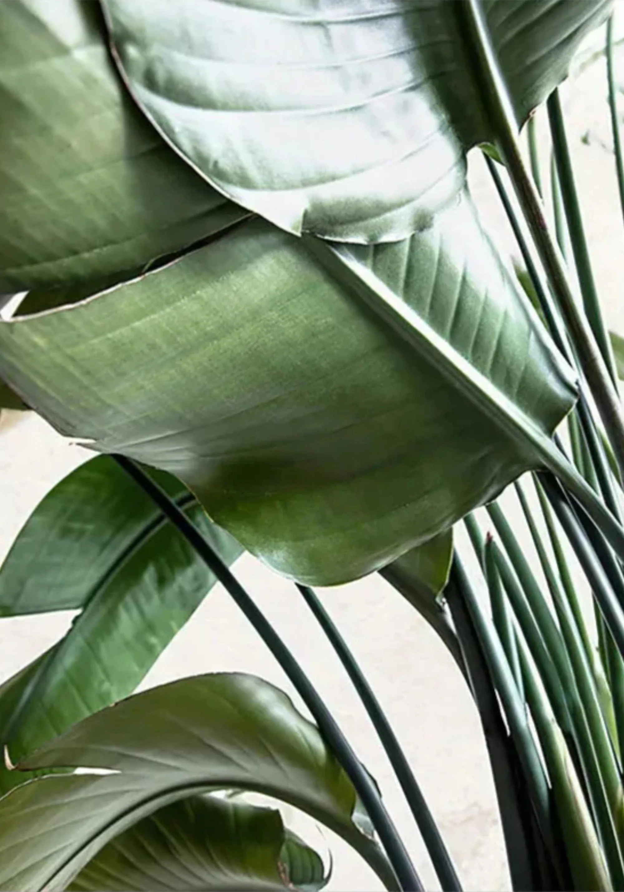 Nature's Structure | Minimalist Botanical Design - Image 2