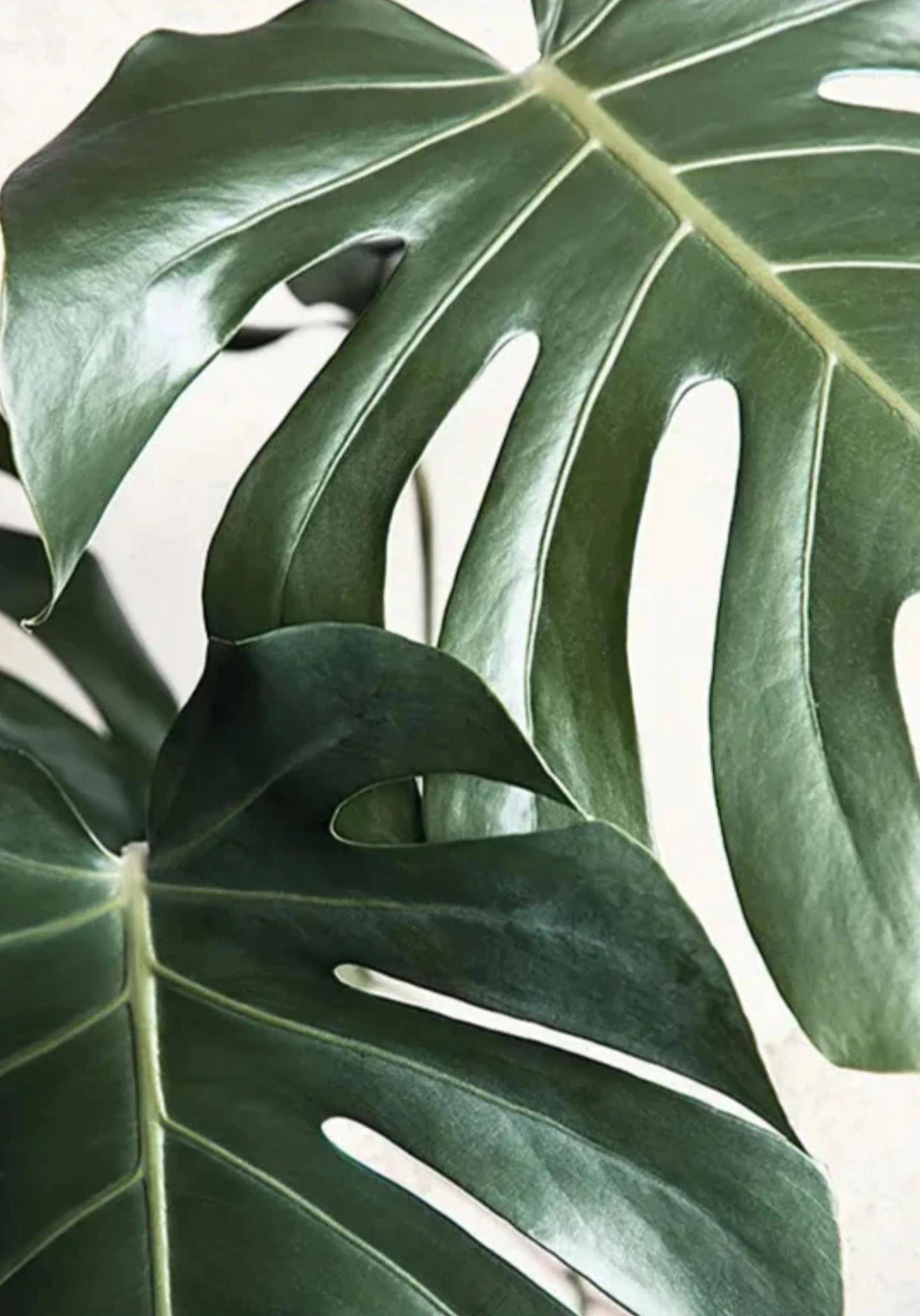 Leafy Reflections | Botanical | Green Foliage - Image 2
