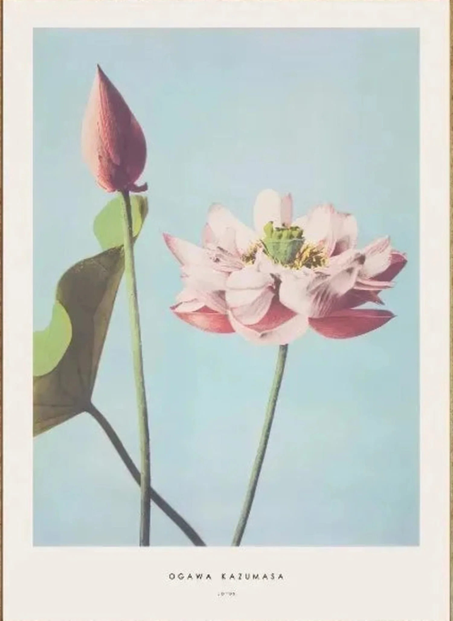 Ogawa Kazumasa | Peony Ukiyo-e Art - Image 4