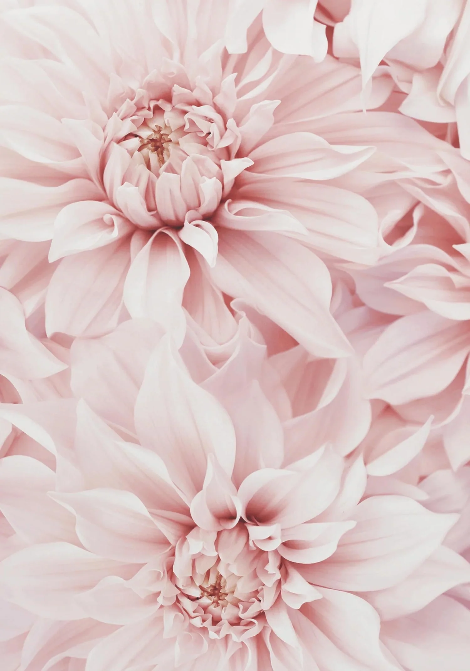 Pink Dahlia Bloom | Floral Artwork - Image 4