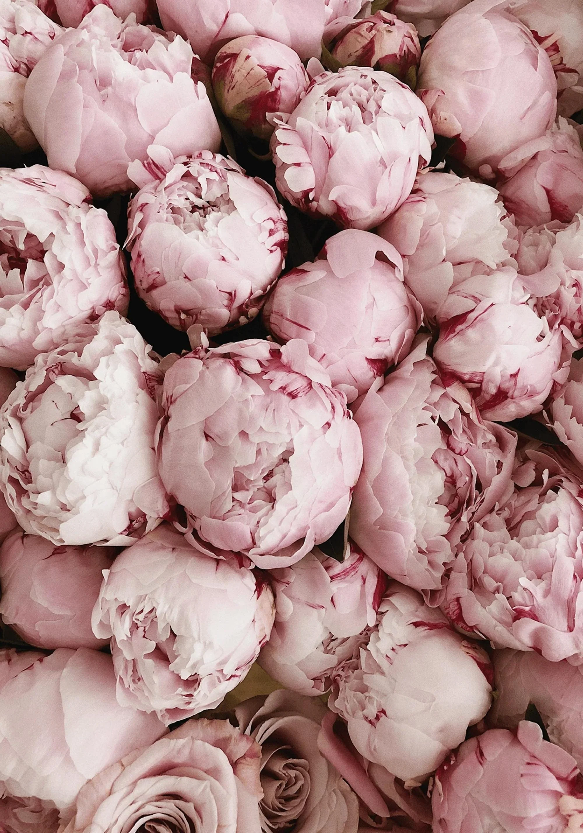 Pink Rose Blooms | Romantic Floral Print - Image 5