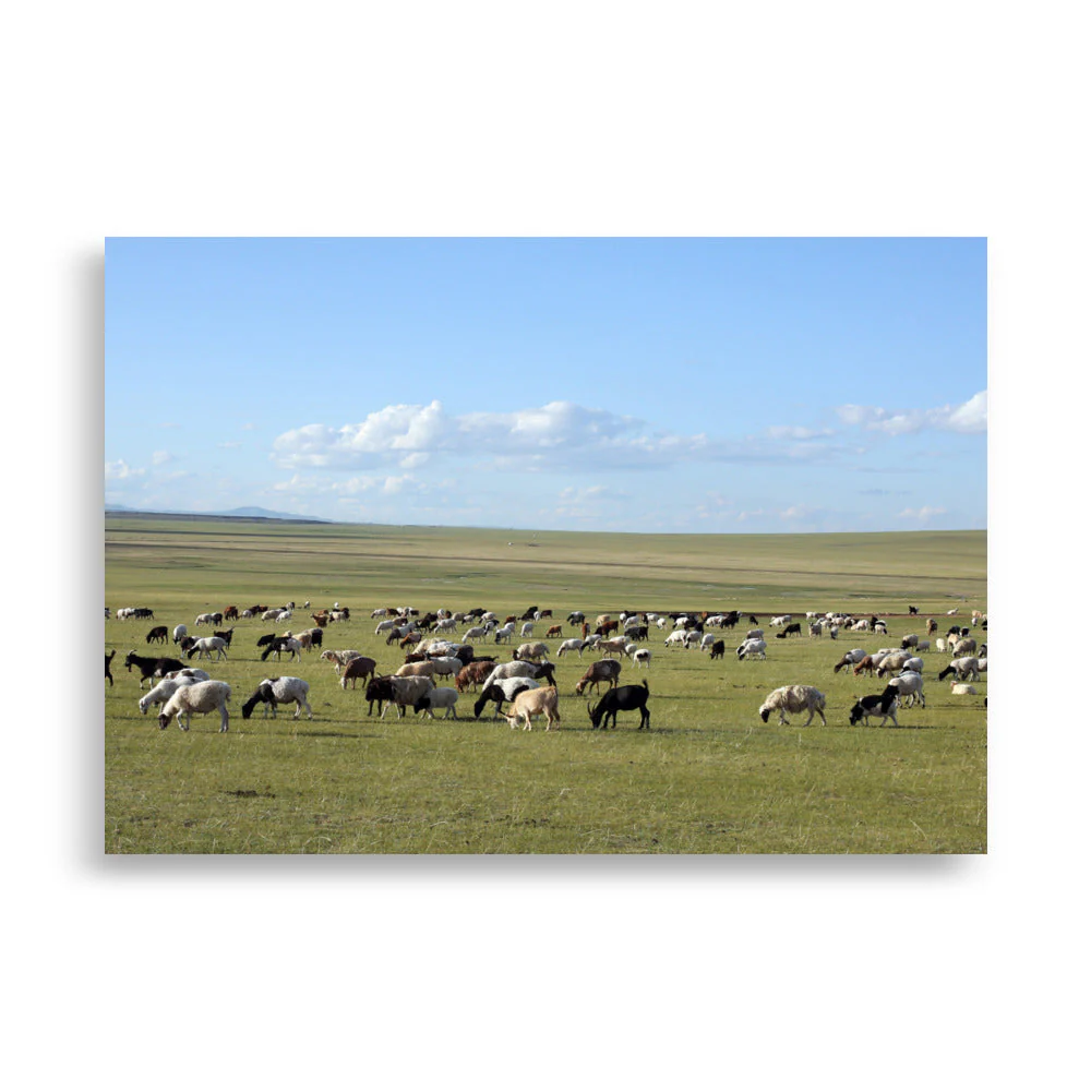 Mongolian Steppe Sheep Herd - Image 2