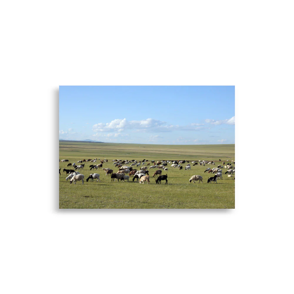 Mongolian Steppe Sheep Herd - Image 4