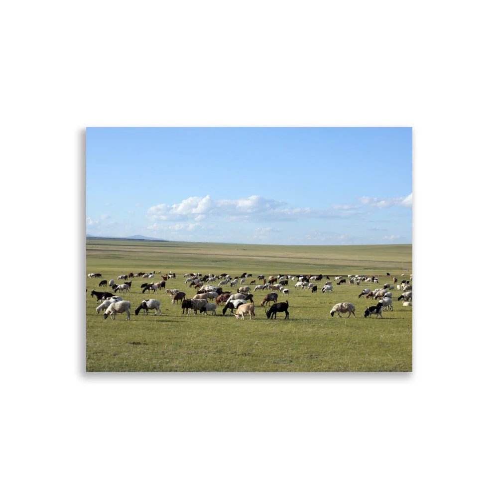 Mongolian Steppe Sheep Herd - Image 5