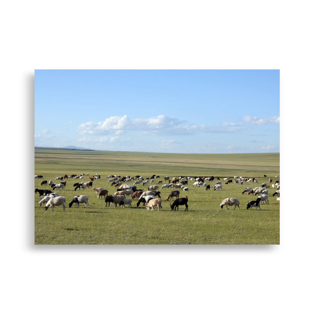 Mongolian Steppe Sheep Herd - Image 6