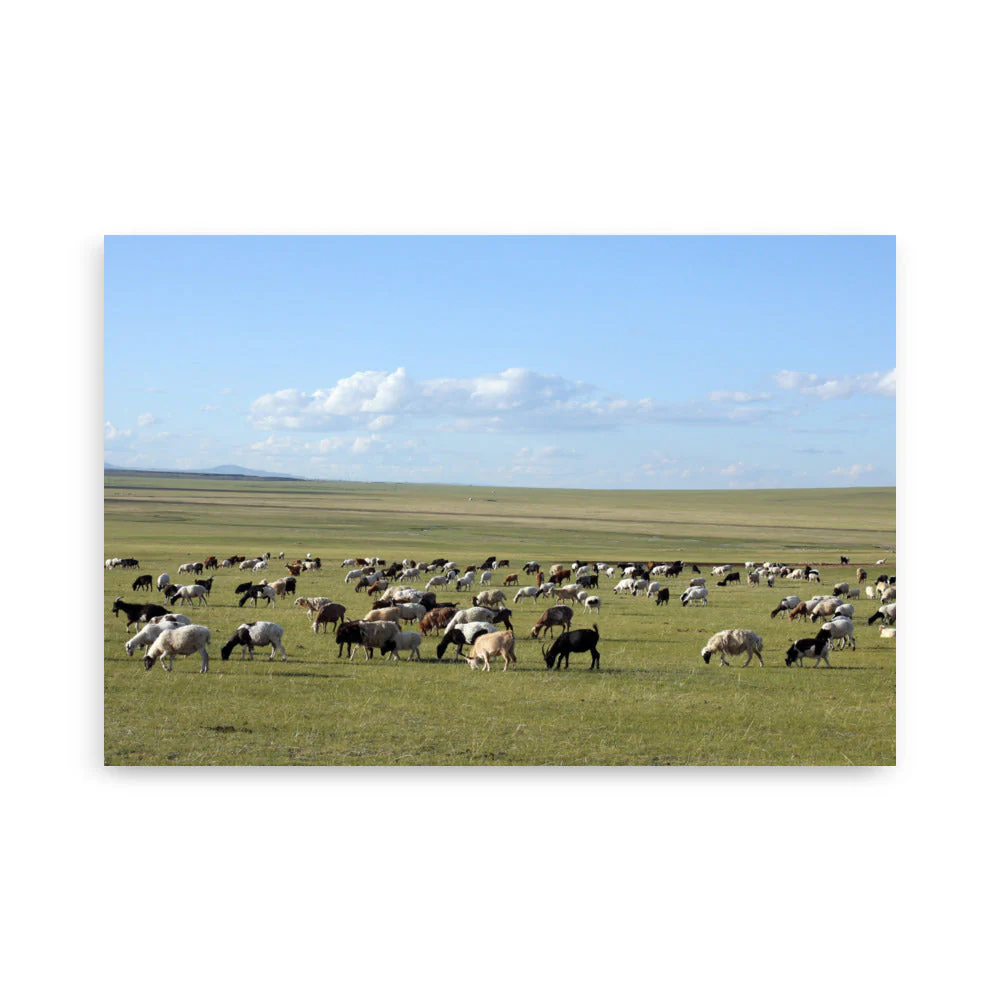 Mongolian Steppe Sheep Herd - Image 7