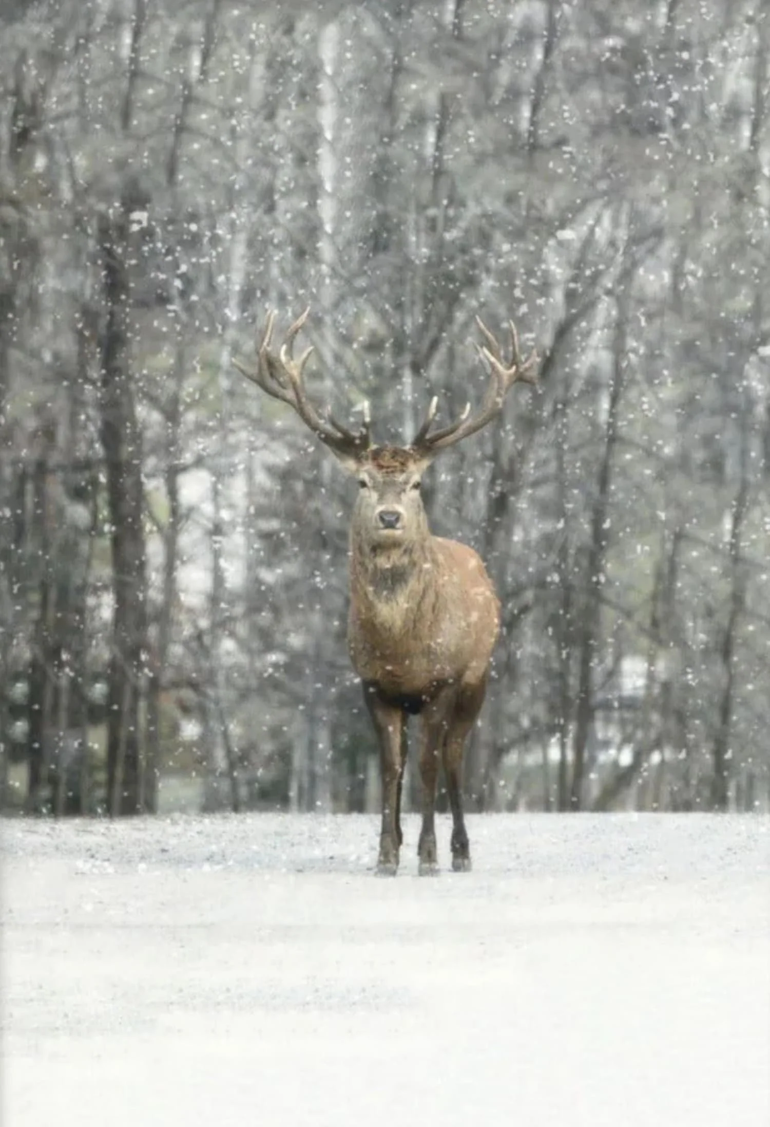 Hi Deer | Winter Editions - Image 4