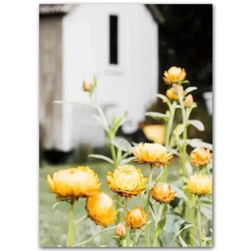 Sunflower Windmill | Rural Farmhouse Landscape
