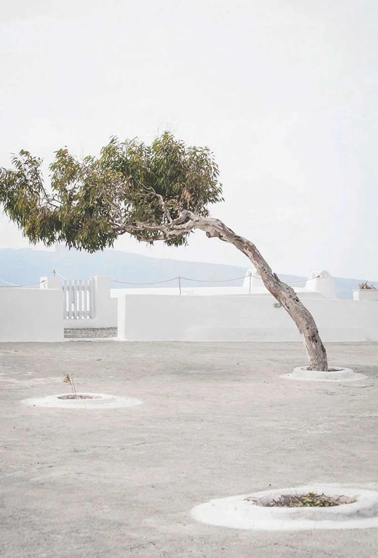 Olive Garden | Italy Landscape | Timeless Tranquility - Image 4