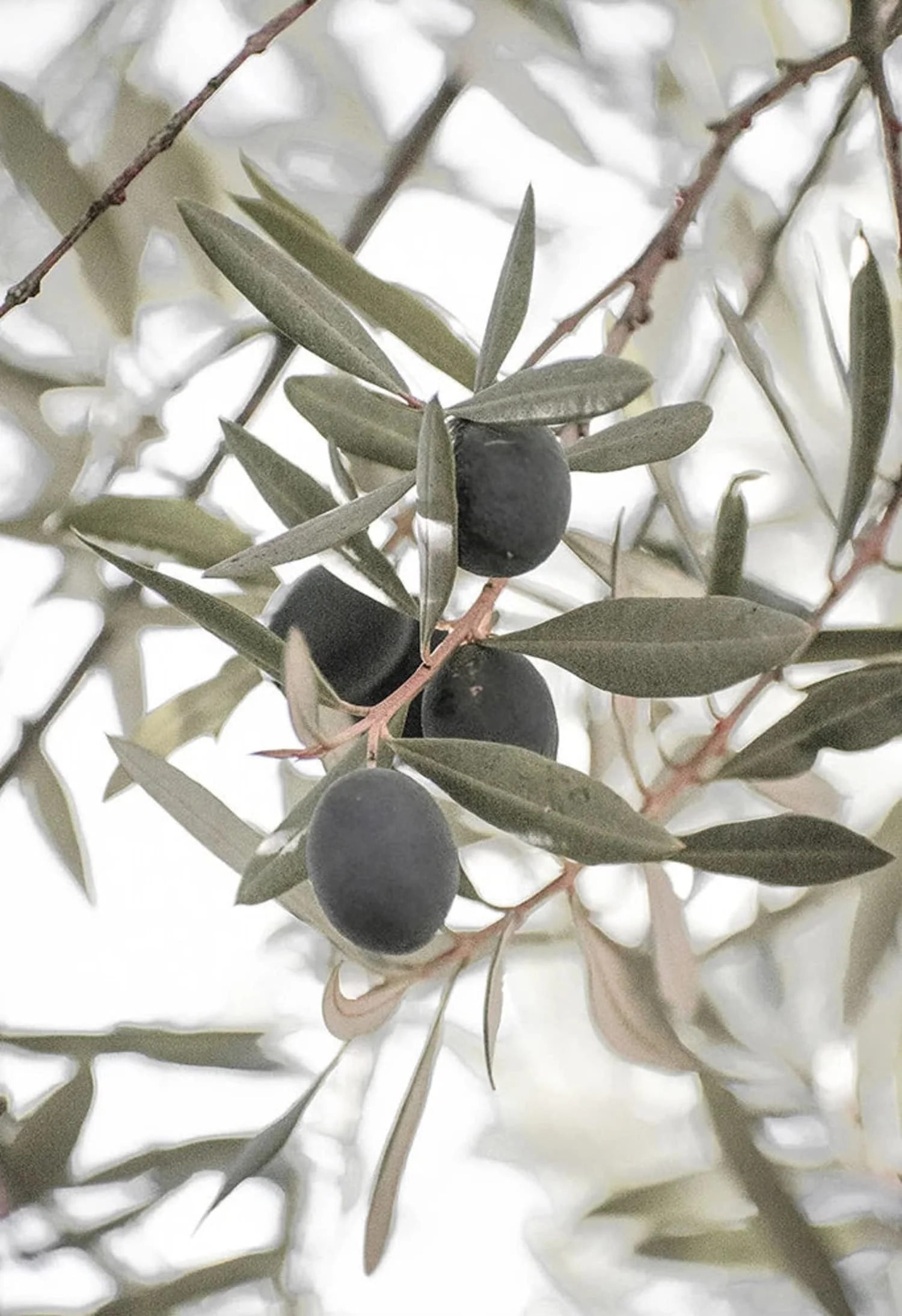 Olive Garden Landscape | Tranquil Mediterranean Scene - Image 4