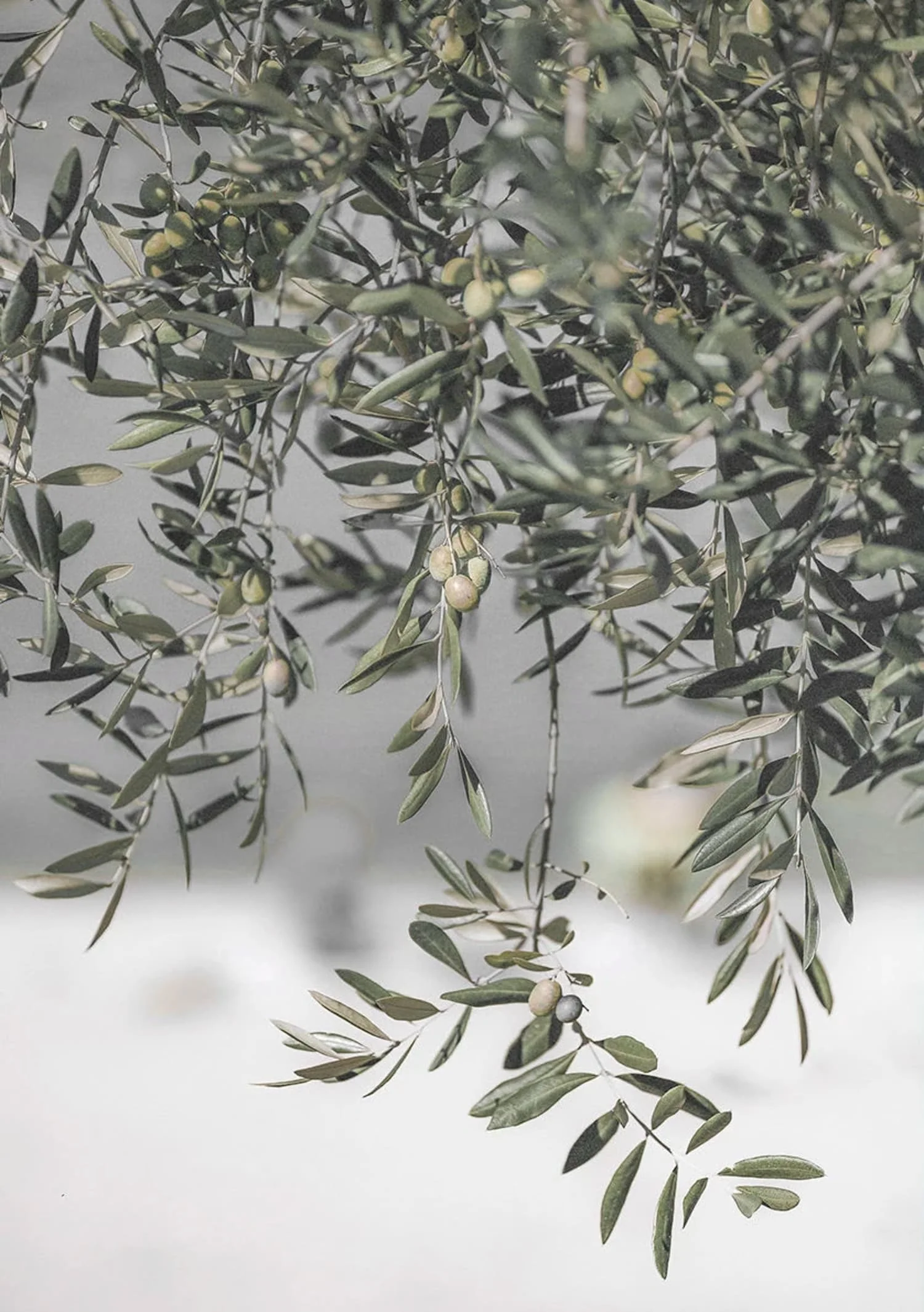 Italy's Olive Garden Landscape | Nature's Embrace Art - Image 4