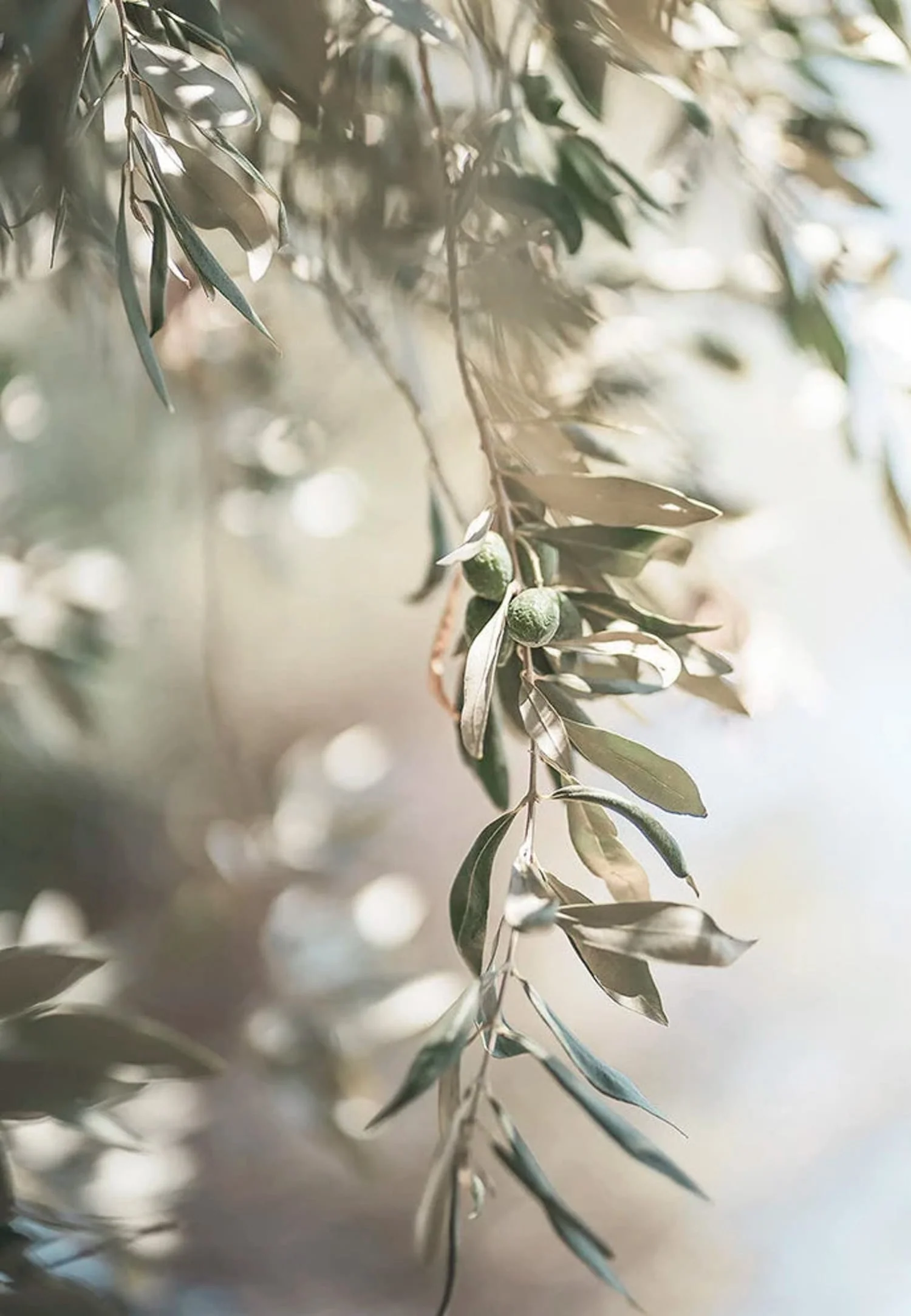 Olive Garden Italy | Scenic Landscape | Italian Countryside - Image 4