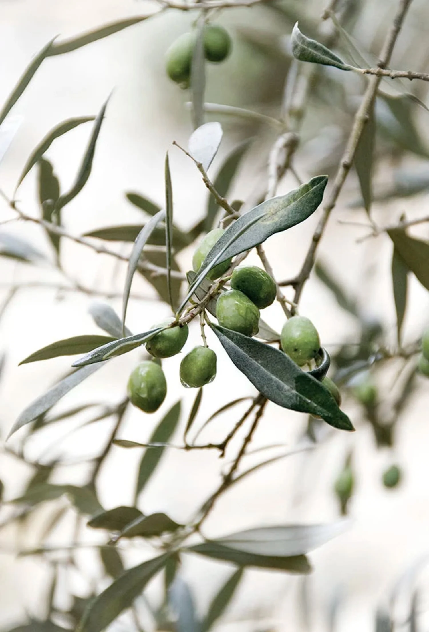 Olive Garden Italy | Timeless Beauty - Image 4