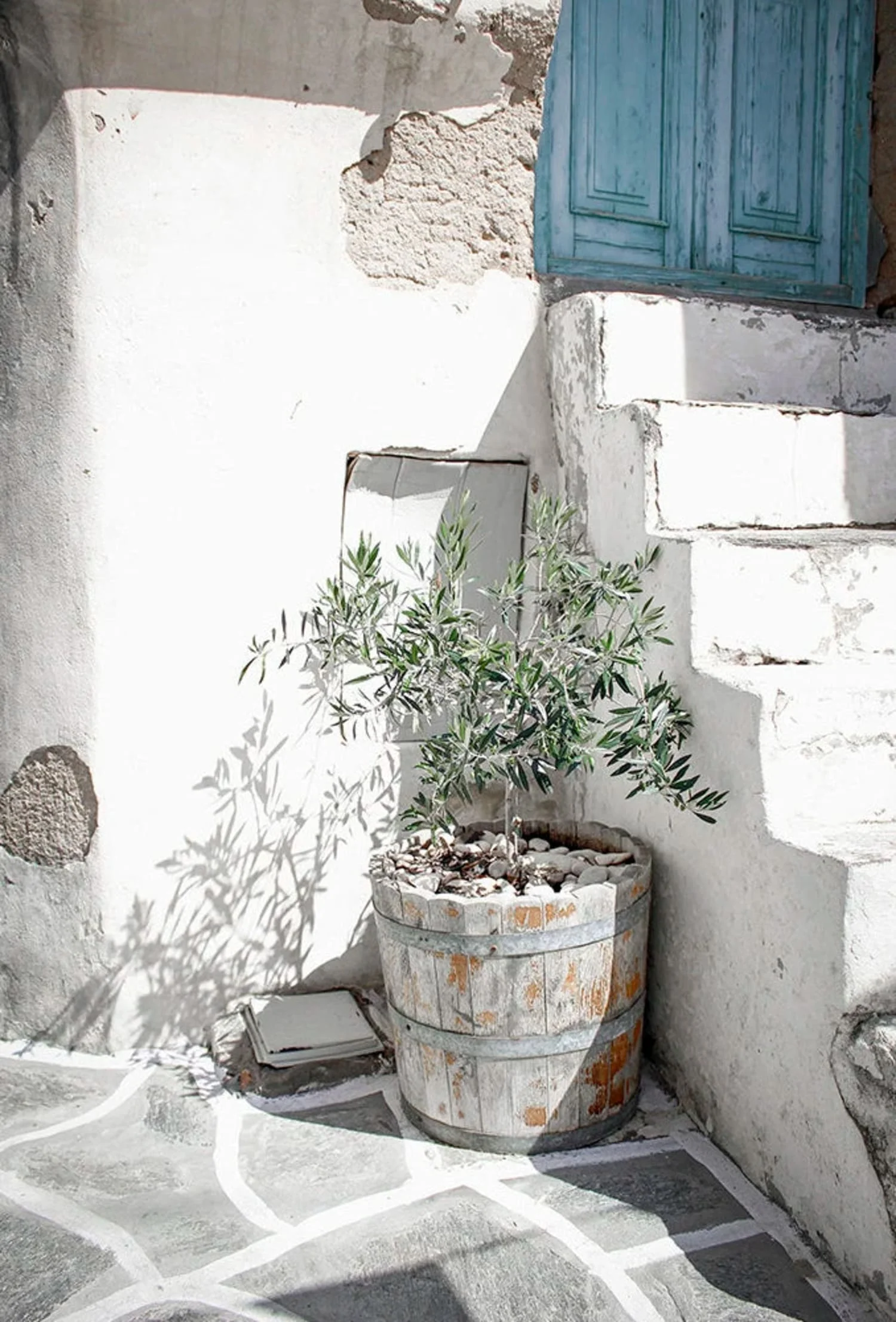 Italy Olive Garden | Vintage Landscape Scenery - Image 4