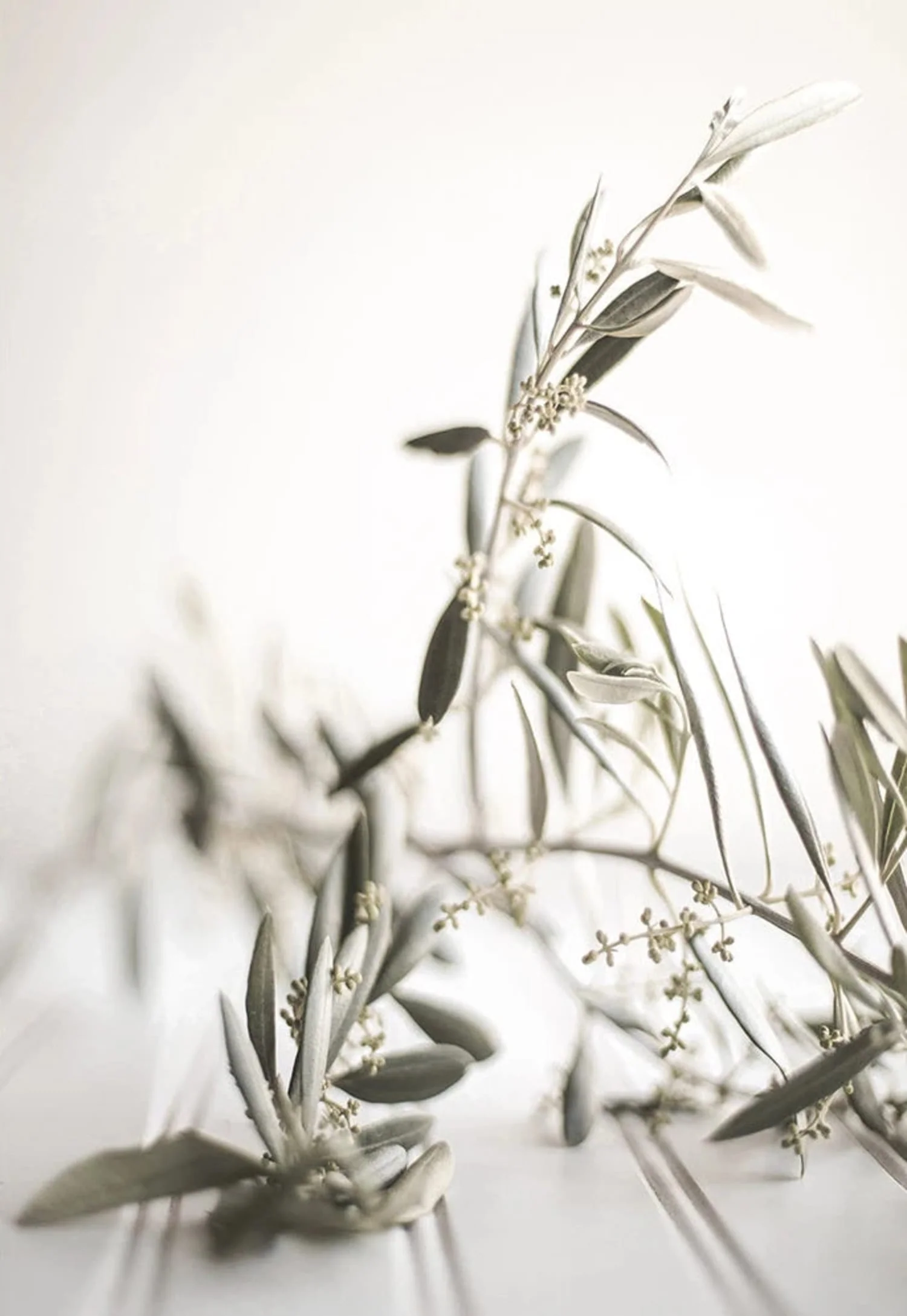 Ancient Elegance | Olive Garden Italy | Vintage Italian Landscape - Image 4