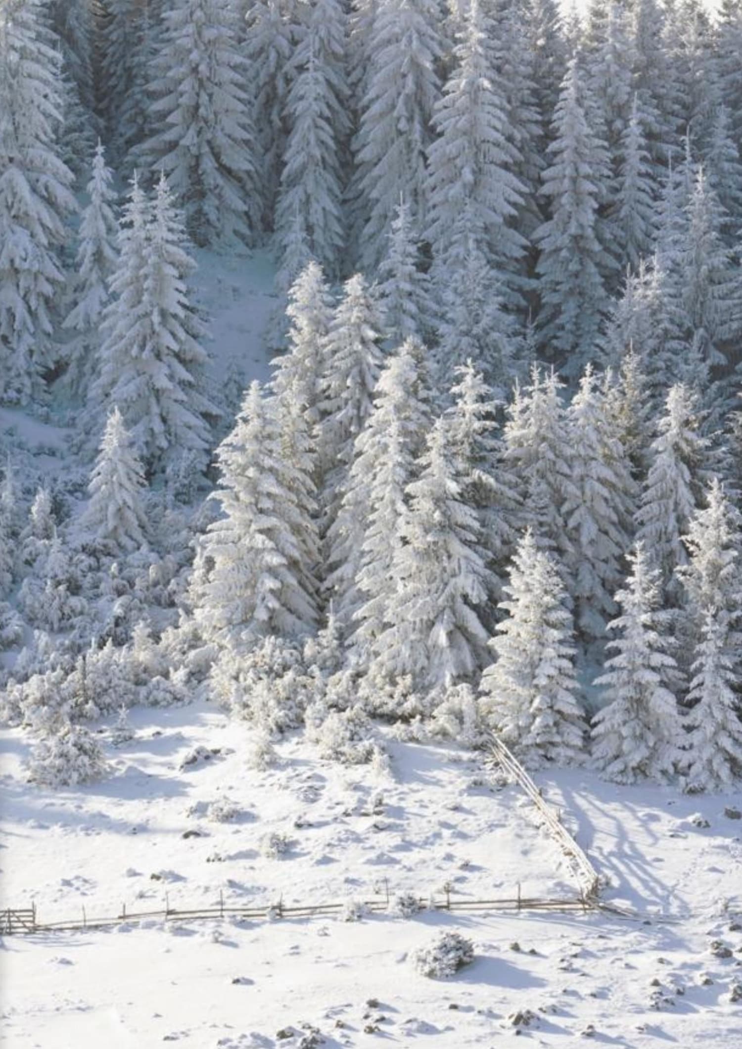 Winter Wonderland | Snowy Forest Scene - Image 4