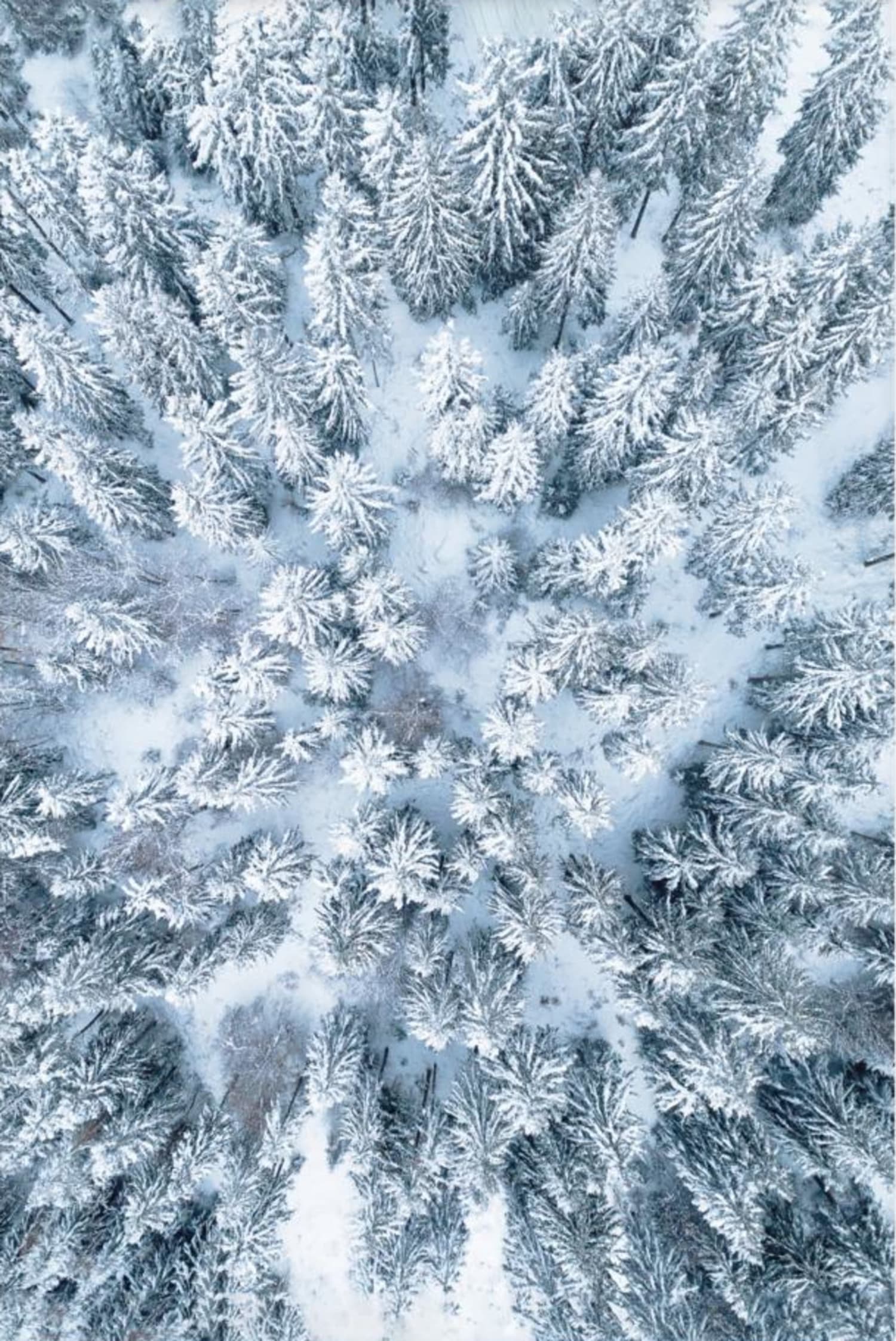 Winter Forest | Enchanting Wilderness - Image 4