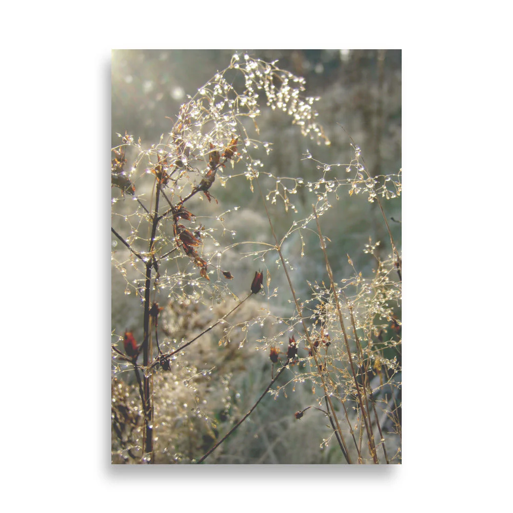 Winter Dews - Image 3